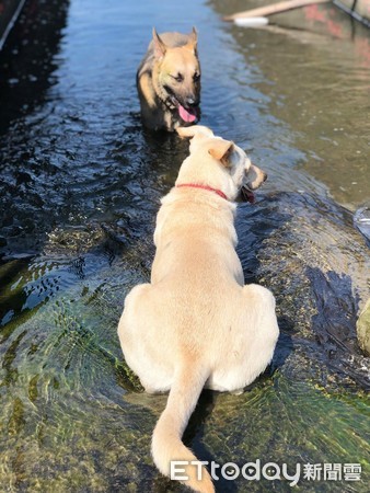 ▲▼兩隻狗狗平常都會到田附近玩水消暑。（圖／飼主Genie Lee提供）