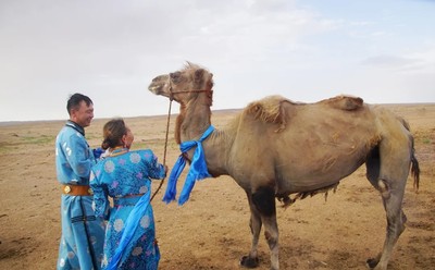 年邁駱駝被賣後「走100公里找路回家」　原飼主心疼牠滿身傷：再也不賣了