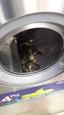 ▲▼巫裔男子扔3貓進洗衣機溺死。（圖／翻攝自animalmalaysia臉書粉絲專頁）