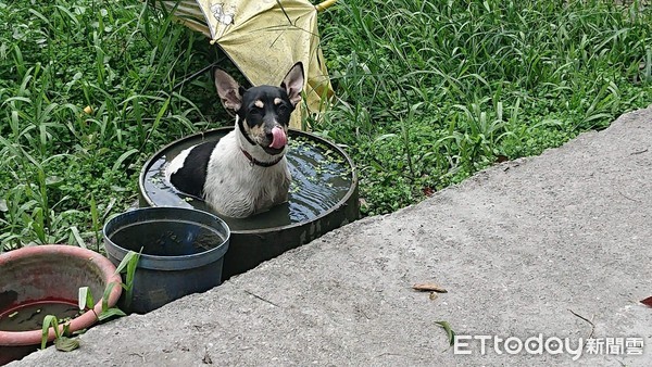 ▲正常吃3餐！迷你汪2週長到9.6kg　「擠爆邊境犬」專業詐騙。（圖／飼主林小姐提供）