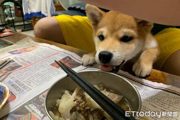 ▲▼柴犬豆豆龍。（圖／網友Ted授權提供）