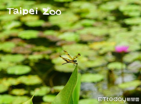 ▲夏天好熱！蜻蜓水池邊跳求偶舞　馬來貘、水豚開心下水消暑。（圖／臺北市立動物園提供）