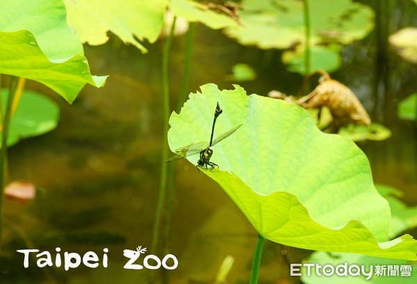 ▲夏天好熱！蜻蜓水池邊跳求偶舞　馬來貘、水豚開心下水消暑。（圖／臺北市立動物園提供）