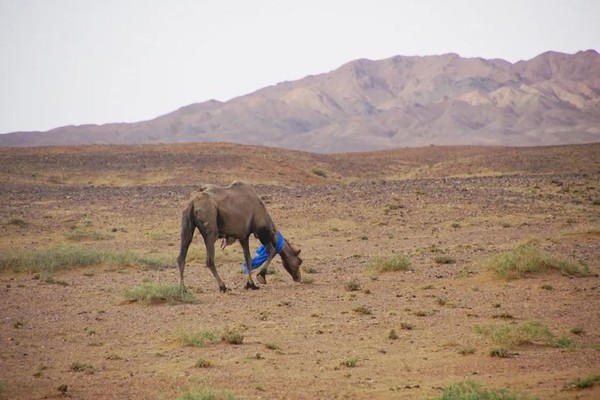 ▲▼老駱駝穿越100公里回家。（圖／翻攝自微博人民網）