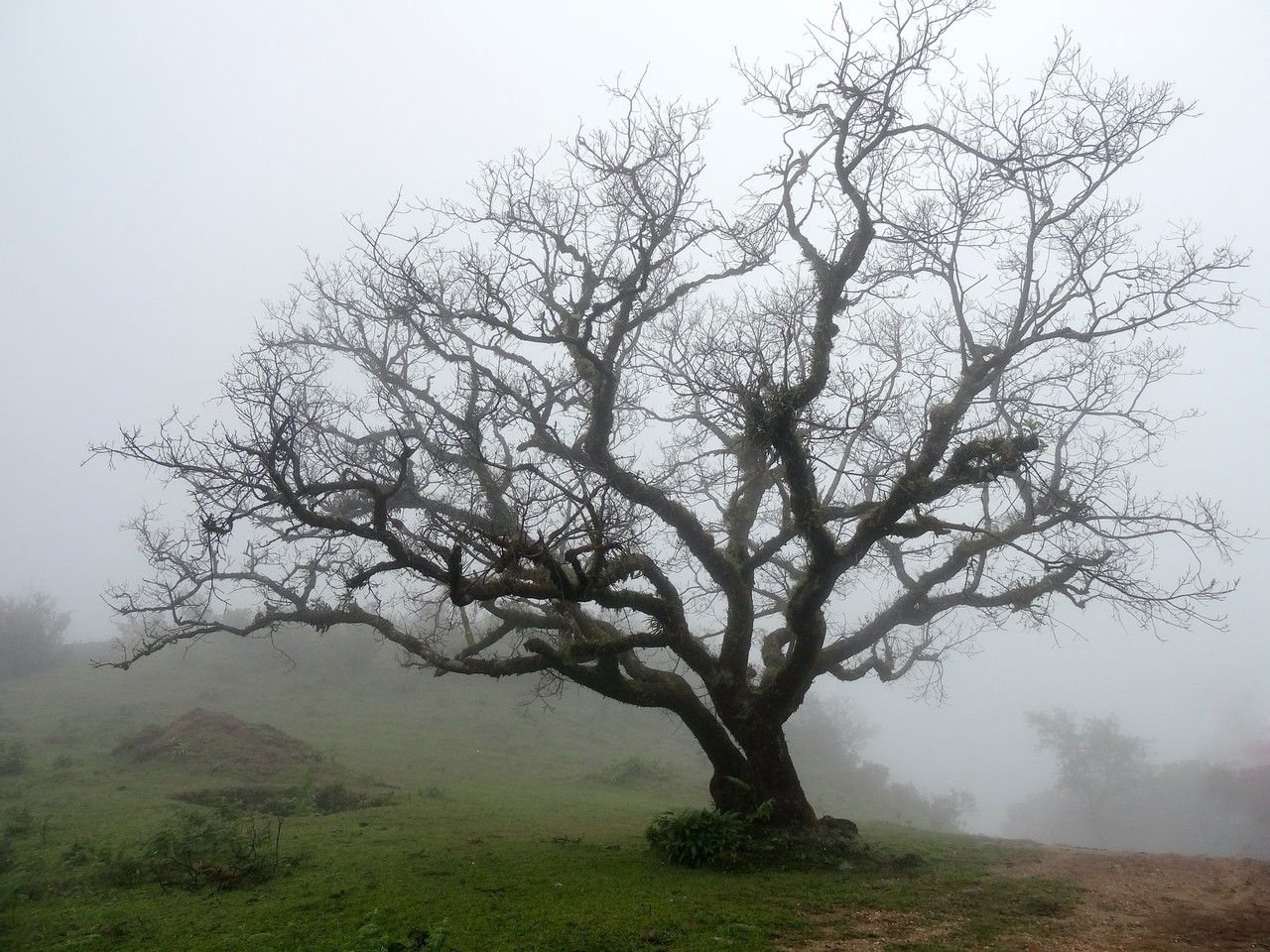 ▲▼樹，霧氣，自然，山中。（圖／Adarsh Kummur／取自免費圖庫unsplash）