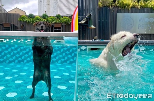 ▲知道按哪顆！窗戶彈出「兩隻大頭狗」：可以去游泳了嗎～（圖／粉專《九Dog毛Day》提供，請勿隨意翻拍，以免侵權。）
