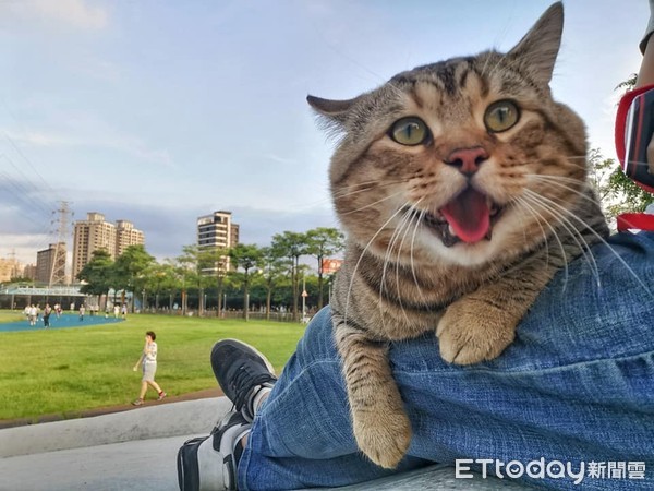 ▲▼公園阿伯以為貓咪是石虎。（圖／網友陳維維授權提供）