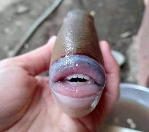 ▲▼網友發現擁有人類嘴唇跟牙齒的魚類。（圖／翻攝自推特@raff_nasir）