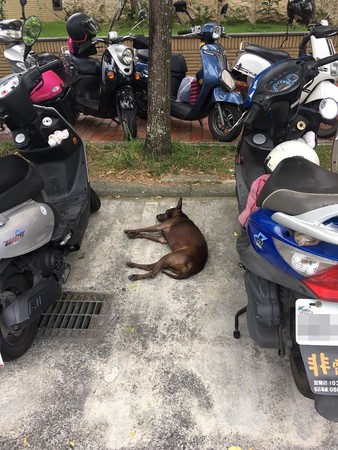 ▲▼唯一停車位被「狗狗肉」停走。（圖／有點毛毛的／網友Chia-Ju Kao提供）