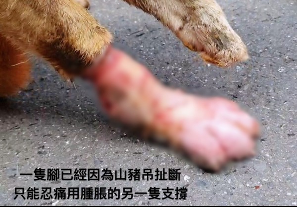 ▲▼浪犬中山豬吊皮掀起，腳腫成熊掌。（圖／徐文良（徐園長護生園））