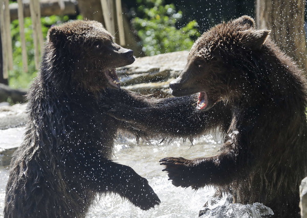 ▲中俄邊境於5月11日出現「2隻棕熊」大對決。（示意圖）（圖／達志影像／美聯社）