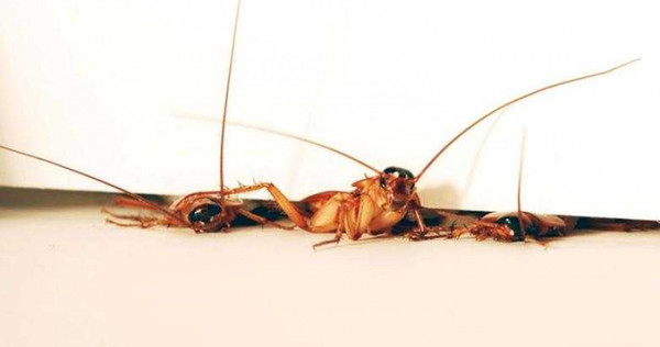 看到一隻蟑螂，其實家裡就有數百隻？（圖／Reuters）