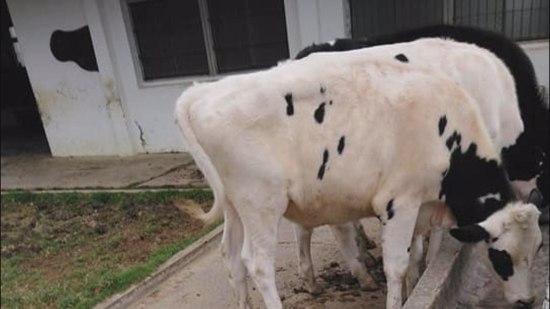 扯 畜保科學生返校輪值竟 牽繩遛雞 鐵鏟拍牛臀 全po網 只為好玩 Ettoday社會新聞 Ettoday新聞雲