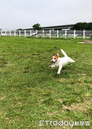 ▲汪農場裡放繩跑「秒衝出公路」　飼主車陣中後悔：高估牠穩定性。（圖／飼主Freddie Chu提供，下同）