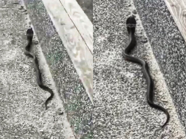 ▲ 毒蛇出沒！基隆潮境公園出現150cm眼鏡蛇亂竄 疑宗教團體放生。（圖／民眾提供）