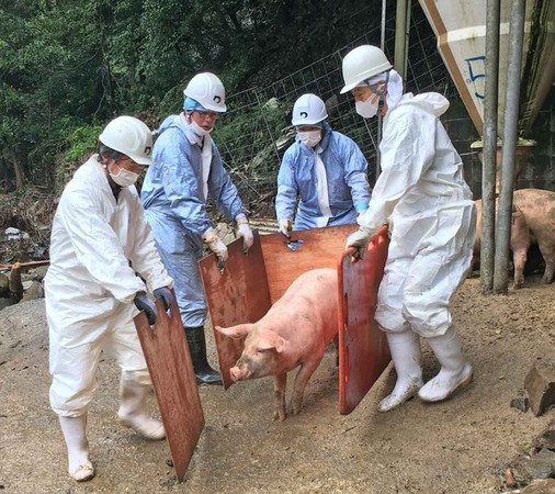 ▲自衛隊人員正在救豬的畫面。(圖／翻攝自日本農業新聞網）