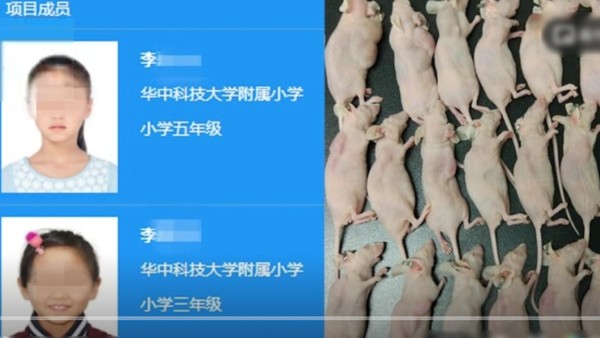 ▲▼武漢小學生研究「茶多酚抗癌」得獎　網狂罵：小學就敢挖老鼠內臟？。（圖／翻攝北京晚報）