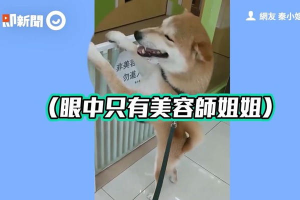 ▲▼柴犬阿布。（圖／即新聞／網友秦小姐授權提供）