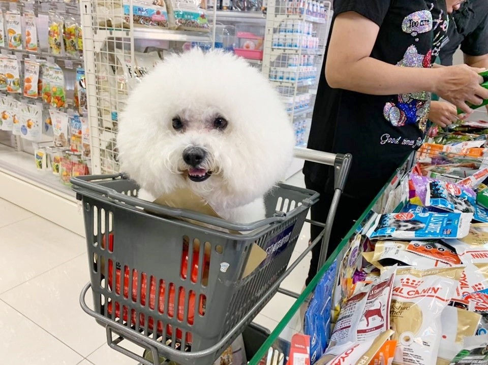 ▲▼東森寵物雲苑裡店開幕。（圖／記者陳靜攝）