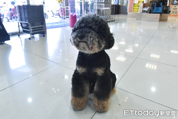 ▲▼東森寵物店苗栗苑裡店開幕,店狗阿勇。（圖／記者李毓康攝）