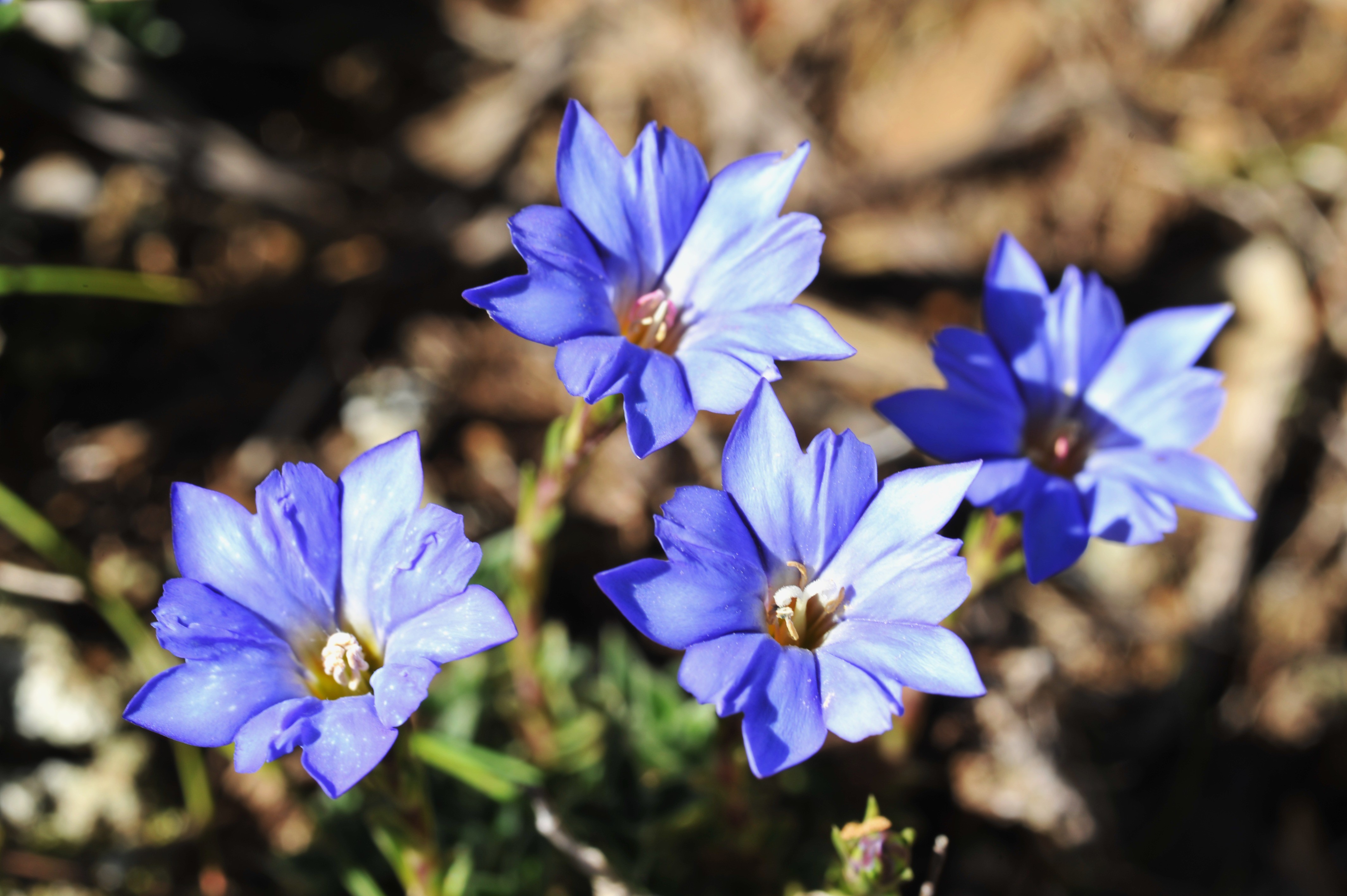 ▲▼台灣特有種──阿里山龍膽，盛開中的藍紫色艷麗花朵。（圖／農委會特生中心提供、黃俊源攝)）