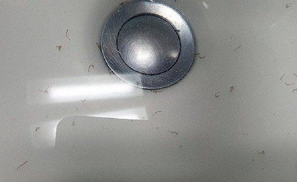 ▲▼首爾居民表示，打開水龍頭可以發現不明幼蟲在水中蠕動。（圖／翻攝自Instagram@zu_keep）