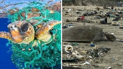 頭都斷了！海龜群受困50噸垃圾被沖上岸　救援隊嘆：史上最多死傷