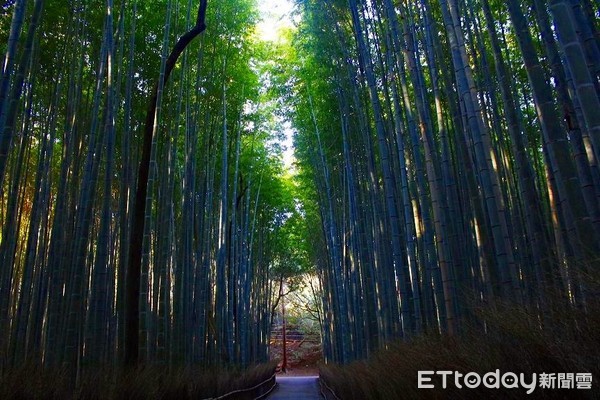 京都嵐山竹林小徑，竹林之徑（圖／資料照／記者蔡玟君攝）