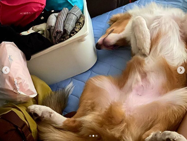 ▲▼瑤瑤。（圖／翻攝自Instagram／qiaoxinhuang）