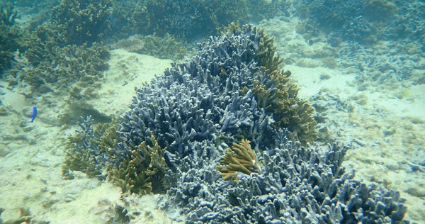 沖繩海底美麗的珊瑚礁，慘遭「黑色惡魔」海綿動物附體。（圖／ 山城教授提供）