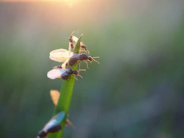 ▲飛蟻又名大水蟻，在下過雨後總是會出現，成群在空中飛舞，繞著路燈、日光燈。（圖／取自免費圖庫Pixabay）