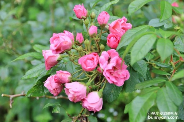 ▲▼紅薔薇景觀餐廳。（圖／小兔小安*旅遊札記提供）