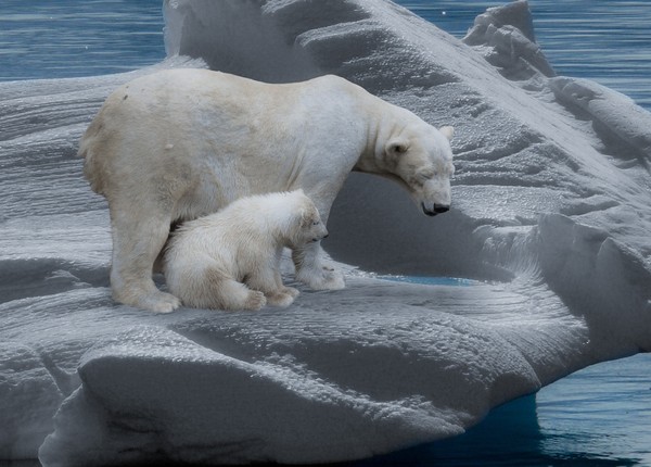 ▲北極熊。（圖／取自免費圖庫Pixabay）