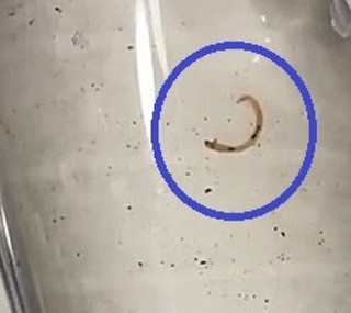 ▲▼南韓仁川市民打開家中水龍頭，發現蟲體漂浮。（圖／翻攝自Instagram@guswns5544）