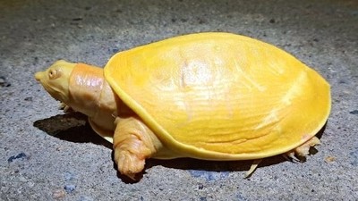 路邊驚見「黃烏龜」　村民急call專家檢查　竟是罕見遺傳白化鱉