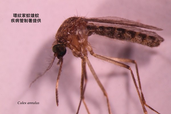 ▲▼日本腦炎為蚊媒傳染病，在台灣以三斑家蚊、環紋家蚊及白頭家蚊為主要病媒蚊。（圖／疾管署提供）