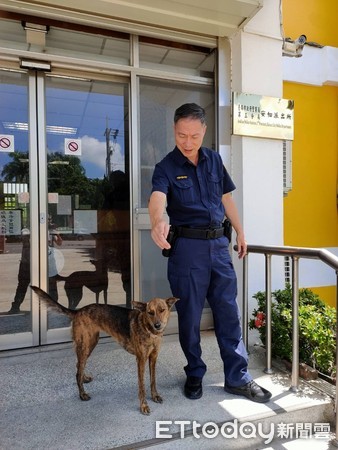 ▲台南市警三分局安佃所長祝岩收留1隻米克斯流浪犬「小虎」當警犬，小虎平日除對派出所駐地認真巡邏，也是全所員警的家人，傳為地方佳話。（圖／記者林悅翻攝，下同） 