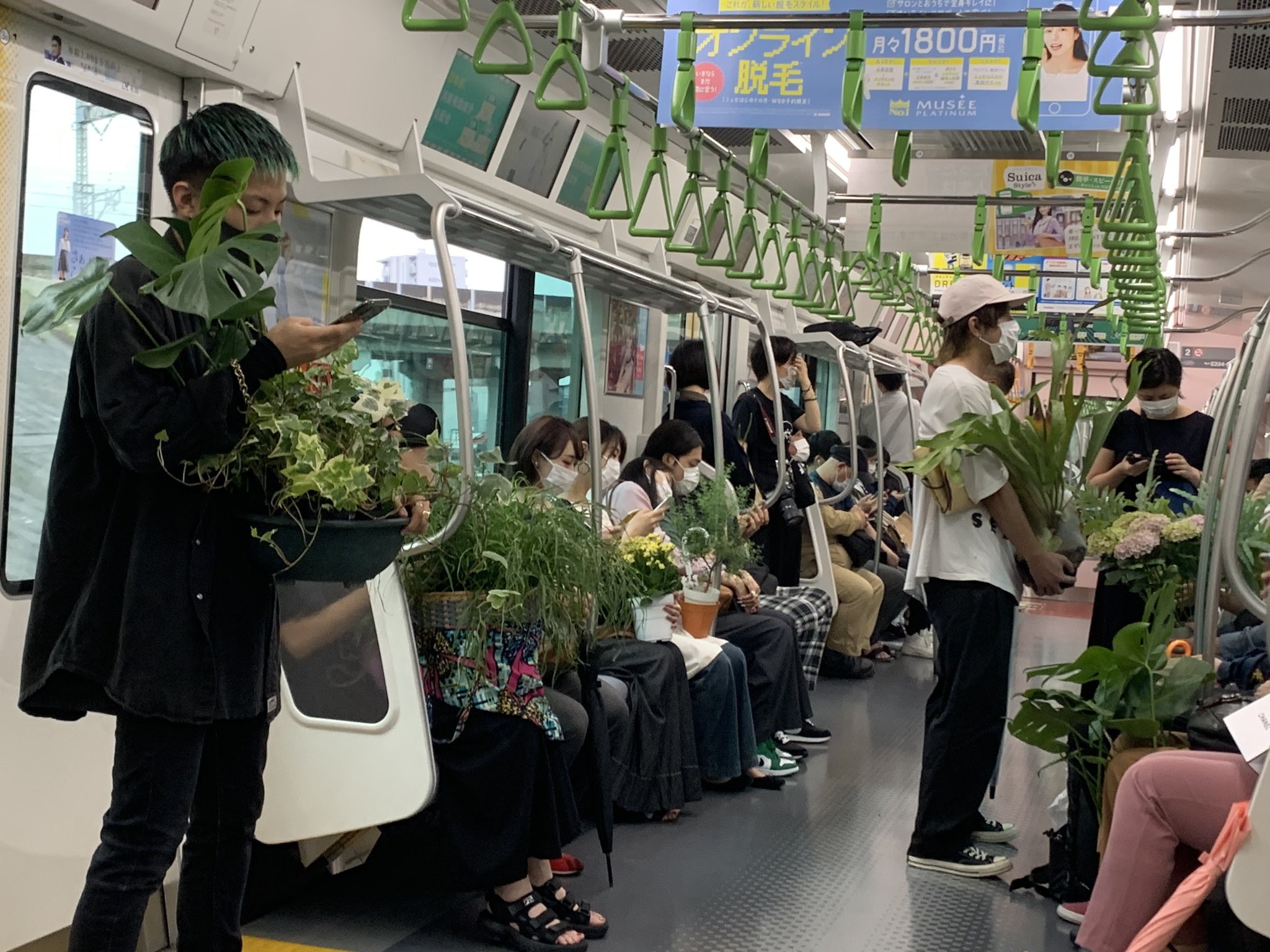 ▲▼日本東京山手線驚見，車廂內乘客人手一盆綠色植物。（圖／翻攝自Twitter／takaoka）