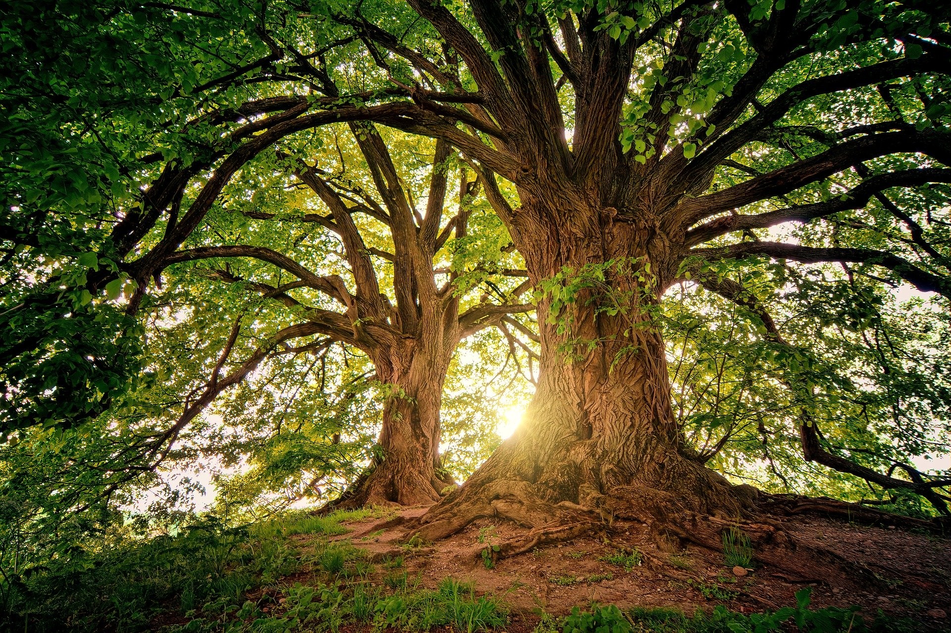 ▲高雄愛樹團體指控高市府跳票將毀529棵樹。（示意圖／取自免費圖庫Pixabay）