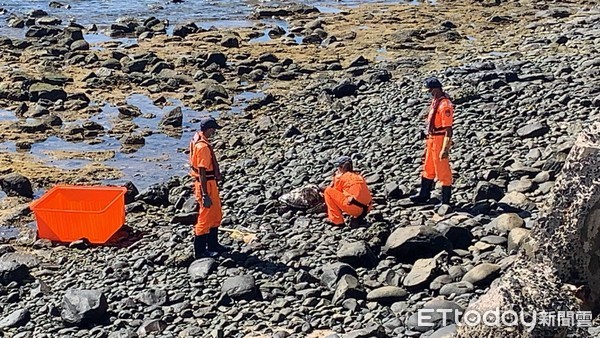 ▲海龜遭狠切兩刀「背甲爆裂」迸臟器慘死　內行漁民秒指兇手！。（圖／澎湖七美漁業資源保育區志工巡守隊提供）