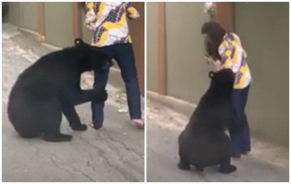 ▲▼疑似是同一隻壞壞黑熊，又再對女遊客騷擾。（圖／翻攝自Youtube）