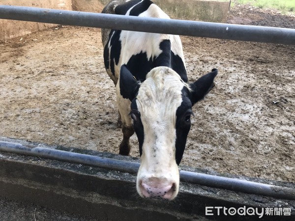 ▲▼乳牛。（圖／記者許展溢攝）