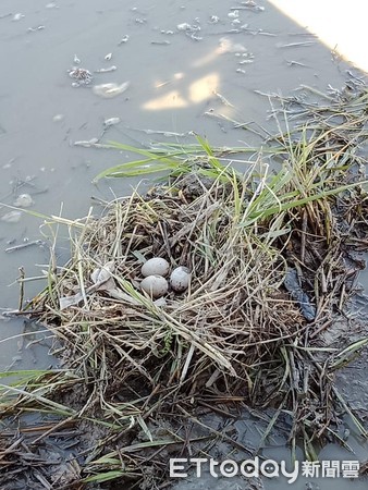 ▲田中間遇「最強釘子戶」3顆蛋占地蓋屋　他笑笑繞過：去年5窩了。（圖／網友黃曉豊提供，下同）