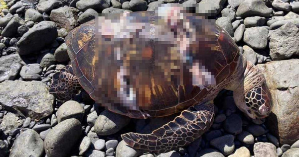 一名網友貼出海龜慘死在船隻螺旋槳下、臟器外露的照片，畫面怵目驚心。（圖／翻攝沿著菊島旅行–澎湖資訊網臉書）