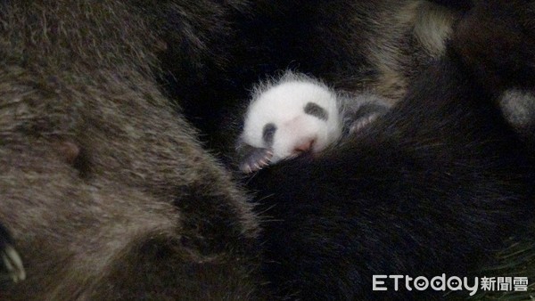 大貓熊圓圓與大貓熊二寶妹柔柔母女重逢。（圖／台北市立動物園提供）