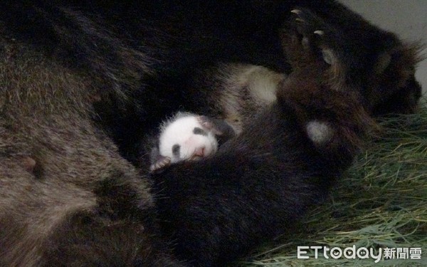 大貓熊圓圓與大貓熊二寶妹柔柔母女重逢。（圖／台北市立動物園提供）