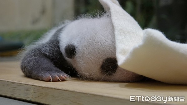 大貓熊圓圓與大貓熊二寶妹柔柔母女重逢。（圖／台北市立動物園提供）