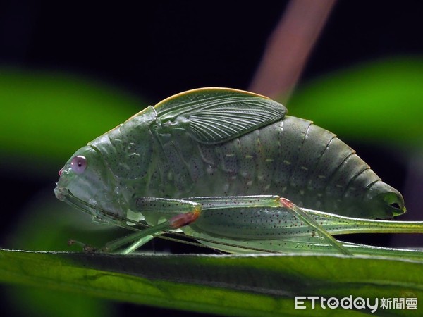 ▲長得像鯉魚的螽斯。（圖／網友賴輝龍授權提供）