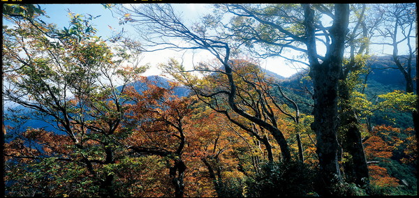 ▲▼8/1起2人可預約太平山翠峰景觀道路付費接駁服務，一賞翠峰美景。（圖／羅東林管處提供，下同）