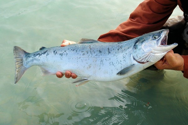 ▲▼阿拉斯加野生鮭魚 。（圖／取自免費圖庫pixbay）